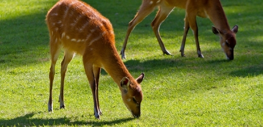 Antilopy sitatunga měly podle pražské zoologické zahrady všechny potřebné dokumenty (ilustrační foto).