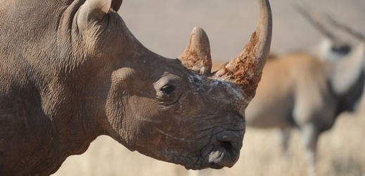 Nosorožec v přírodní rezervaci 40 kilometrů severně od jihoafrického Johannesburgu.
