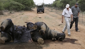 Majitelé rezervace prochází kolem těla nosorožce zabitého pytláky (snímek z 22. listopadu 2012).