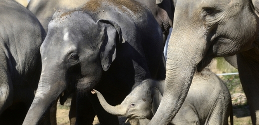Pražští sloni s mládětem Sitou.