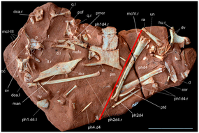 Nově objevené pozůstatky pterosaura.