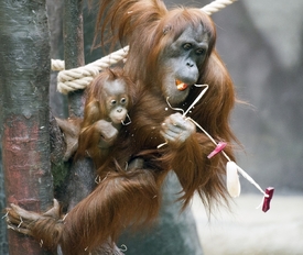 Na sobotu připadá Mezinárodní den orangutanů.