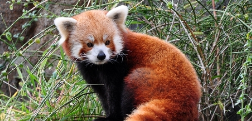 Panda červená (ilustrační foto).
