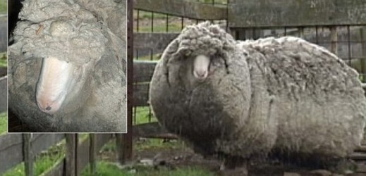 Australská ovečka Shaun.