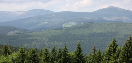 Krkonošské lesy.