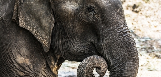 Slon se možná bude muset vrátit k majiteli, který ho týral (ilustrační foto).