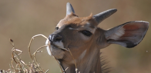 Africká asociace vyšetřuje zoo v JAR kvůli antilopám z Prahy (ilustrační foto).