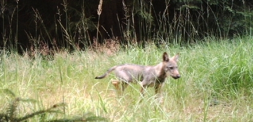 Fotografie z fotopasti zachycující vlka v CHKO Kokořínsko - Máchův kraj.