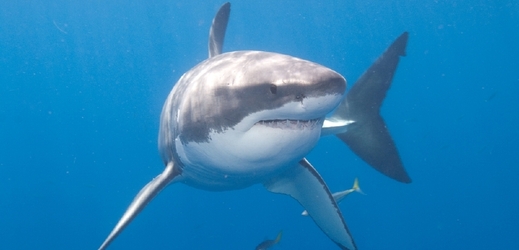 Žraloci napadají muže častěji než ženy.