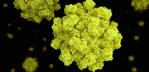 Takto vypadá norovirus pod mikroskopem.