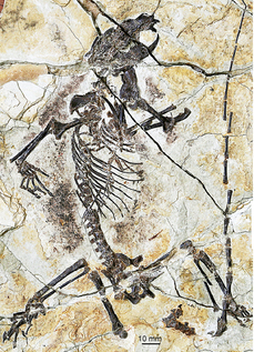 Jedna z fosilií, kterou vědci pojmenovali Shenshou lui.