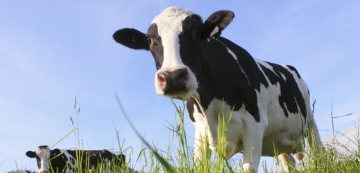České strakaté krávy nakupují zemědělci v Uzbekistánu i na Ukrajině (ilustrační foto).
