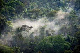 Britská studie varuje před odlesňování kvůli produkci masa (ilustrační foto).