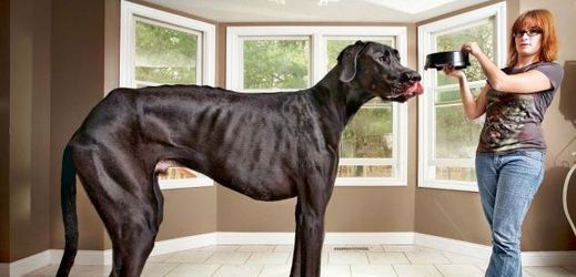 V USA zemřel největší pes světa, který měřil 112 centimetrů.
