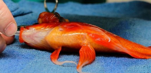 Zlatá rybka jménem George přežil obtížnou operaci mozku.