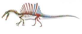 Spinosaurus byl špatný chodec ale dobrý plavec.