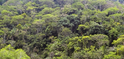 Listí tropických stromů je plné bakterií (ilustrační foto).