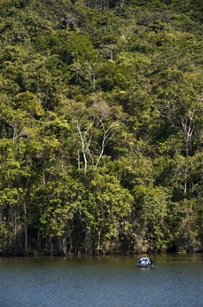 V tropických deštných lesích žije většina pozemských druhů živočichů i rostlin.