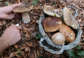 Houbařům se bude dařit i ve středních Čechách, kde houby kvůli suchu nebyly.