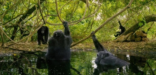 Šimpanzí společnost je podobná lidské.