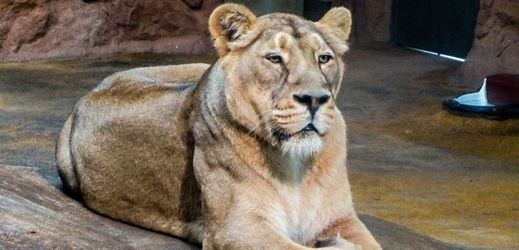Lvice Kalindi z nové trojice lvů indických v pražské zoo.