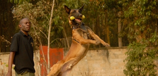 Čeští psi budou v Africe bojovat s pašeráky.