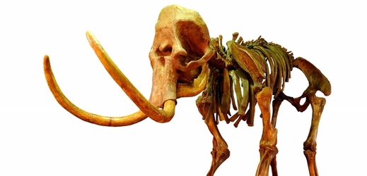 V listopadu jde do dražby zachovalá kostra mamuta (ilustrační foto).