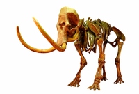 V listopadu jde do dražby zachovalá kostra mamuta (ilustrační foto).