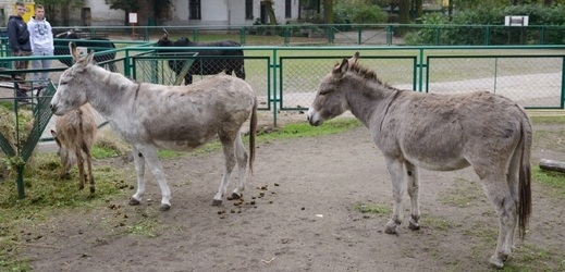 Oslí pár Napoleon a Antoša z poznaňské zoologické zahrady.
