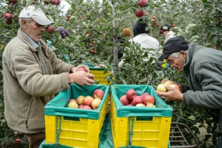Poláci sklízejí jablka, část úrody jim shnije.