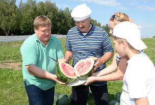 Běloruský prezident Lukašenko pomáhá sklízet melouny.