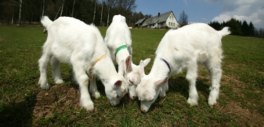 Ne každá koza se zajímá jen o žrádlo (ilustrační foto).