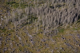 Holina s ponechaným dřevem a uschlé stromy napadené kůrovcem na Černé hoře v Národním parku Šumava na leteckém snímku z 11. září 2012.