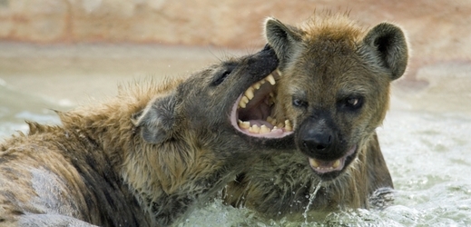 Hyeny při boji (ilustrační foto).