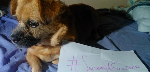 Na sociálních sítích se na podporu Excalibura objevilo množství fotek psů s heslem #SalvemosAExcalibur neboli Zachraňme Excalibura.