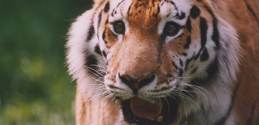 Tygr amurský prchl do Číny (ilustrační foto).