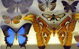 Výstava motýlů v Národním muzeu na snímku z roku 2011.