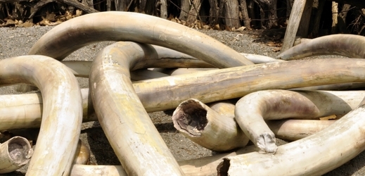 Navzdory zákazu obchodu se slonovinou je Egypt jedním z největších afrických trhů pro tuto nelegální komoditu (ilustrační foto).