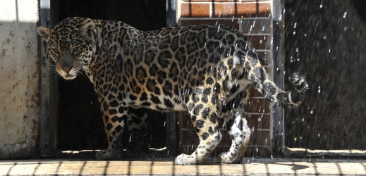 Jaguár americký (ilustrační foto).