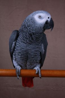 Šedivý papoušek - žako patří mezi oblíbené, díky schopnosti napodobovat zvuky a slova.