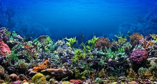 Korál ohrožují pesticidy v zemědělství i invazivní druhy (ilustrační foto).