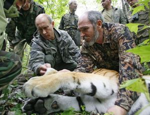 Putin v milované tajze po uspání tygra puškou.