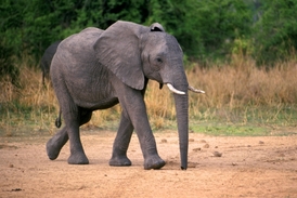 Světový fond na ochranu přírody (WWF) odhaduje, že v Africe žije již jen 470 tisíc slonů.