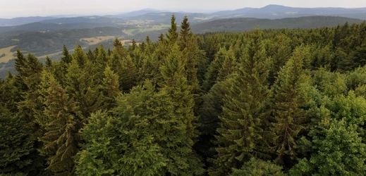 Smíšený les z hory Libín v předhůří Šumavy (ilustrační foto).