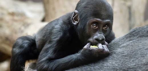 Gorilí samec Nuru.