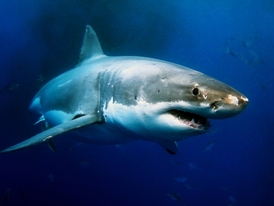 Technologie má chránit plavce a zároveň neubližovat žralokům.