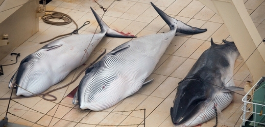 Ačkoli Japonci budou kytovce oficiálně lovit pro vědecké účely, není tajemství, že velrybí maso patří v zemi mezi oblíbené pochoutky.