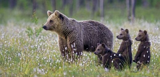 V západní Evropě medvědi nahánějí obyvatelům strach (ilustrační foto).