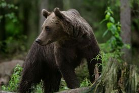 Dospělý medvědí samec váží až 350 kilogramů a pohybuje se rychleji než člověk.