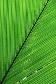 Listy palmy Lodoicea seychelské.